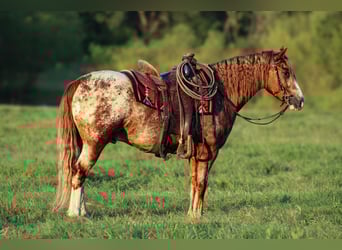 Tinker Mix, Ruin, 5 Jaar, 145 cm