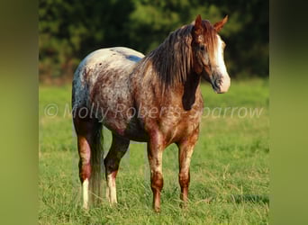 Tinker Mix, Ruin, 5 Jaar, 145 cm