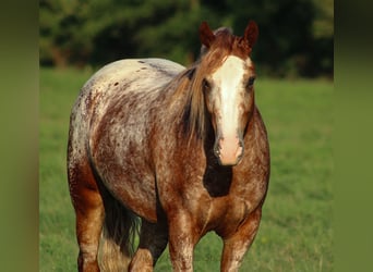 Tinker Mix, Ruin, 5 Jaar, 145 cm