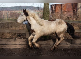 Tinker Mix, Ruin, 5 Jaar, 146 cm, Gevlekt-paard
