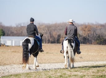 Tinker Mix, Ruin, 5 Jaar, 147 cm, Gevlekt-paard