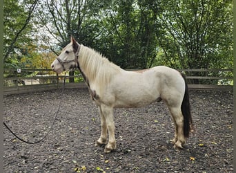 Tinker Mix, Wallach, 5 Jahre, 148 cm, Schecke