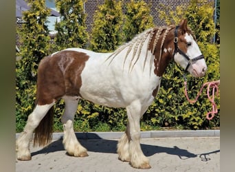 Tinker, Ruin, 5 Jaar, 149 cm, Gevlekt-paard