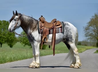 Tinker, Ruin, 5 Jaar, 150 cm, Appelschimmel