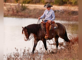 Tinker Mix, Ruin, 5 Jaar, 150 cm, Buckskin