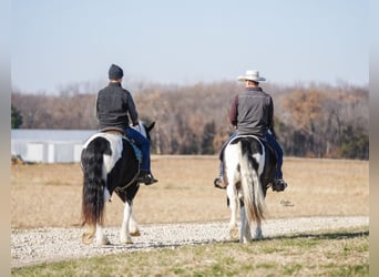Tinker Mix, Ruin, 5 Jaar, 150 cm, Gevlekt-paard
