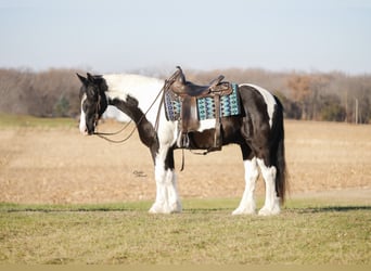Tinker Mix, Ruin, 5 Jaar, 150 cm, Gevlekt-paard