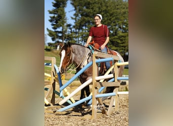 Tinker Mix, Ruin, 5 Jaar, 150 cm, Roan-Bay