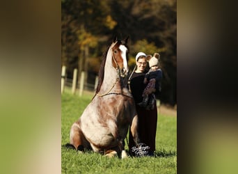 Tinker Mix, Ruin, 5 Jaar, 150 cm