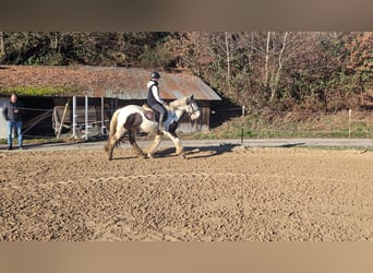 Tinker, Ruin, 5 Jaar, 152 cm, Gevlekt-paard