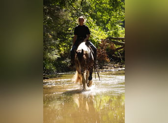 Tinker Mix, Ruin, 5 Jaar, 152 cm, Gevlekt-paard