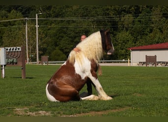 Tinker Mix, Ruin, 5 Jaar, 152 cm, Gevlekt-paard