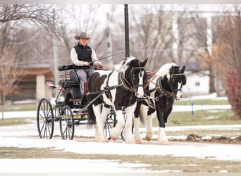 Tinker Mix, Ruin, 5 Jaar, 152 cm, Gevlekt-paard
