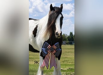 Tinker, Ruin, 5 Jaar, 152 cm, Gevlekt-paard