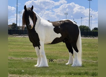 Tinker, Ruin, 5 Jaar, 152 cm, Gevlekt-paard