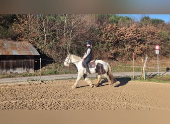 Tinker, Ruin, 5 Jaar, 152 cm