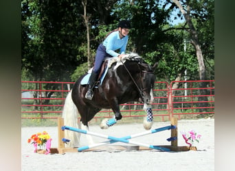 Tinker, Ruin, 5 Jaar, 152 cm, Tobiano-alle-kleuren
