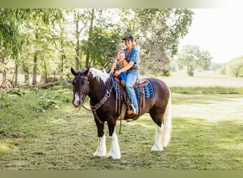 Tinker, Ruin, 5 Jaar, 152 cm, Tobiano-alle-kleuren