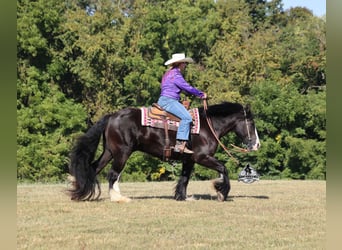 Tinker, Ruin, 5 Jaar, 152 cm, Zwart