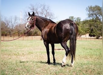 Tinker, Ruin, 5 Jaar, 155 cm, Zwart