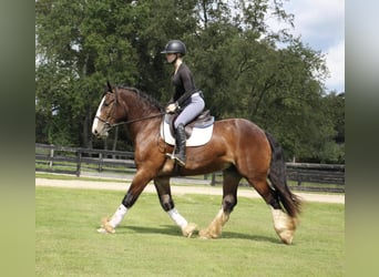 Tinker, Ruin, 5 Jaar, 157 cm, Roodbruin