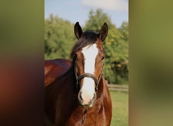 Tinker, Ruin, 5 Jaar, 157 cm, Roodbruin