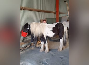 Tinker, Ruin, 5 Jaar, 162 cm, Gevlekt-paard