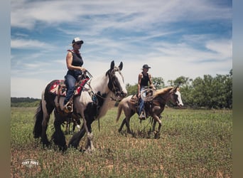 Tinker, Ruin, 5 Jaar, Gevlekt-paard