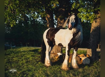 Tinker, Ruin, 5 Jaar, Gevlekt-paard