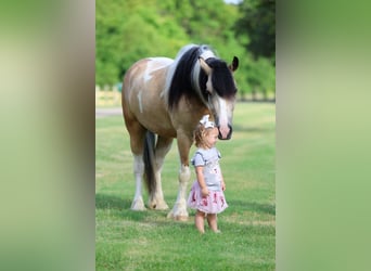 Tinker Mix, Ruin, 5 Jaar, Gevlekt-paard
