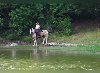 Tinker Mix, Ruin, 5 Jaar, Gevlekt-paard