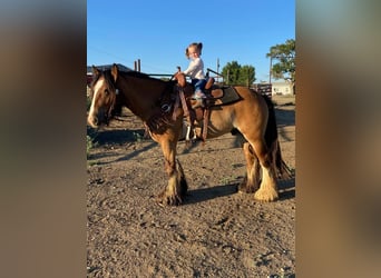 Tinker, Ruin, 5 Jaar, Roodbruin
