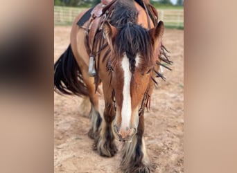 Tinker, Ruin, 5 Jaar, Roodbruin
