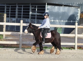 Tinker, Ruin, 6 Jaar, 118 cm