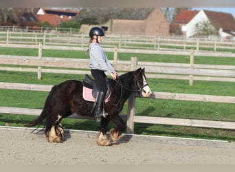 Tinker, Ruin, 6 Jaar, 118 cm, Zwart