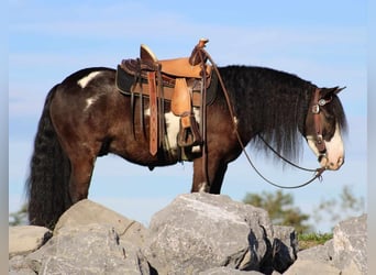 Tinker Mix, Ruin, 6 Jaar, 119 cm