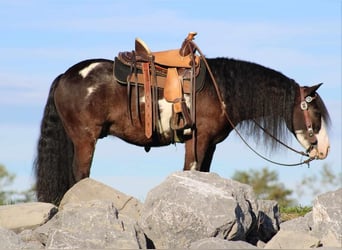 Tinker Mix, Ruin, 6 Jaar, 119 cm