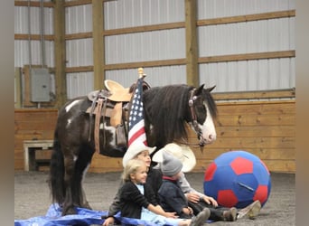 Tinker Mix, Ruin, 6 Jaar, 119 cm