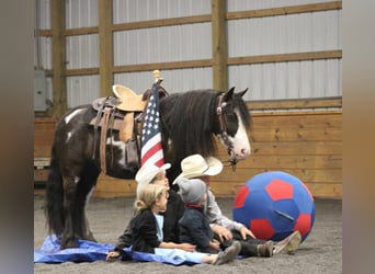 Tinker Mix, Ruin, 6 Jaar, 119 cm