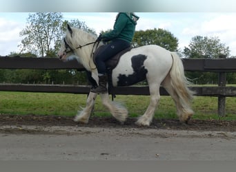 Tinker, Ruin, 6 Jaar, 125 cm, Gevlekt-paard