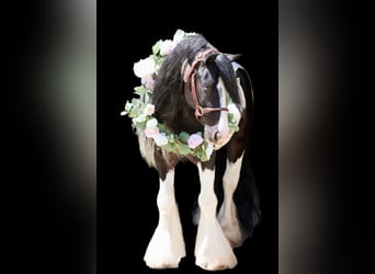 Tinker, Ruin, 6 Jaar, 127 cm, Tobiano-alle-kleuren