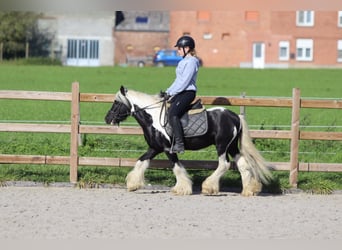 Tinker, Ruin, 6 Jaar, 131 cm, Gevlekt-paard