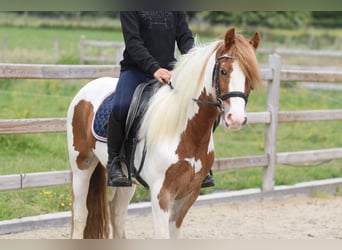 Tinker, Ruin, 6 Jaar, 132 cm, Gevlekt-paard