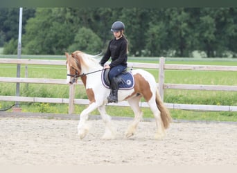 Tinker, Ruin, 6 Jaar, 132 cm, Gevlekt-paard