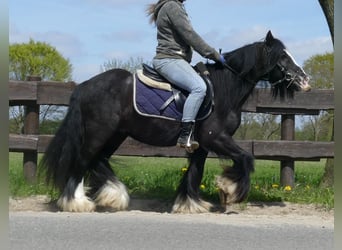 Tinker, Ruin, 6 Jaar, 133 cm, Zwart
