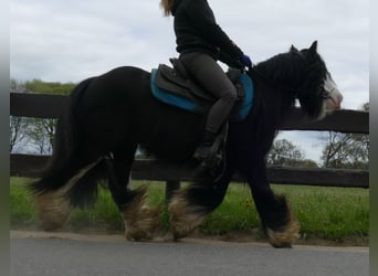 Tinker, Ruin, 6 Jaar, 134 cm, Zwart