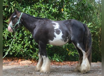 Tinker, Ruin, 6 Jaar, 136 cm, Gevlekt-paard