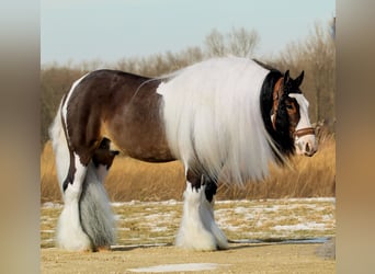 Tinker, Ruin, 6 Jaar, 137 cm, Gevlekt-paard