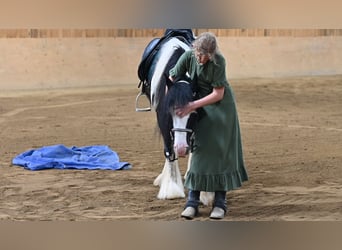 Tinker, Ruin, 6 Jaar, 137 cm