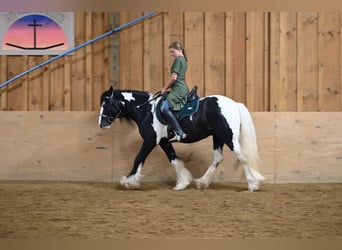 Tinker, Ruin, 6 Jaar, 137 cm